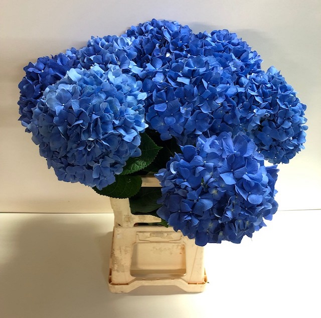 Hydrangea pimpernel.jpg